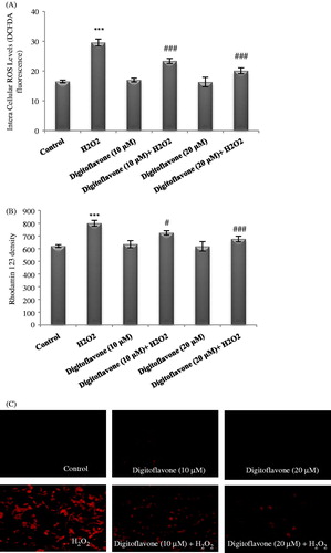 Figure 2. Effect of digitoflavone on H2O2-induced intracellular ROS and altered Rhodamine density as an indicator of ΔΨm in PC12 cells. Cells were pretreated with 10 and 20 µM concentrations of digitoflavone for 2 h and then exposed to 200 µM H2O2 for additional 18 h. (A) The level of ROS formation was measured using DCF-DA fluorescent probe. (B) and (C) Rhodamine density. The mean of three independent experiments is shown. ***p < 0.001 Significantly different from control cells. #p < 0.05 and ###p < 0.001 Significantly different from H2O2-treated cells.