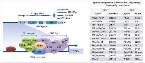 Figure 1. The basal components of the RNA-polymerase I (Pol I) transcription machinery. The assembly of the Pol I transcription machinery onto the ribosomal gene (rDNA) promoter and the initiation of rDNA transcription into pre-rRNA (subsequently processed into mature rRNAs) require several transcription factors and auxiliary proteins (left), many of which are specific to Pol I (right).