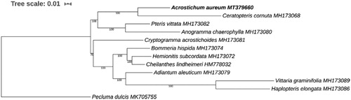 Figure 1. Phylogenetic analysis showing the position of Acrostichum aureum based on the concatenated sequences of 77 common chloroplast genes, with Pecluma dulcis as the outgroup. The phylogenetic tree was constructed by RAxML with bootstrap values on each node. The GenBank accession number was also shown for the chloroplast genome of each species.