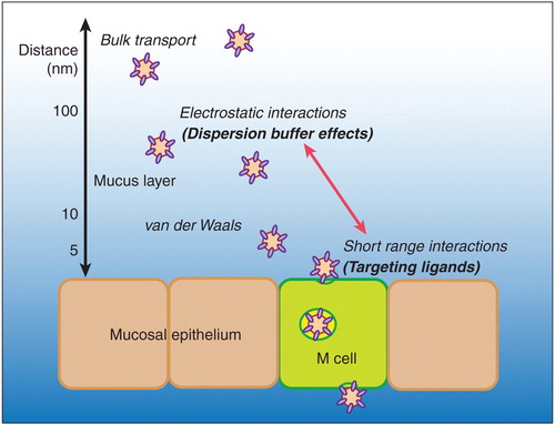 Figure 1. Hypothetical schematic of interactions between particles in suspension and mucosal epithelium. The figure illustrates the differences between short-range targeting interactions and long-range electrostatic particle interactions. Note that distances are for illustration, and do not accurately account for the thickness of the mucus and glycocalyx layers, and the height of microvilli, which are several hundred nanometers tall.