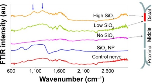 Figure 4 FTIR traces of different SiO2 treated nerve regions.Notes: Arrows indicate SiO2 presence. Peaks approximately 1,640 cm−1 are attributed to the ν2′ band of the hydrogen bond of water.Abbreviations: FTIR, Fourier transform infrared microscopy; NP, nanoparticle.