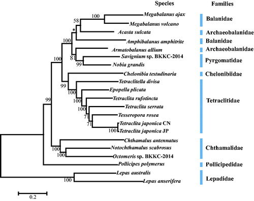Figure 1. Maximum-likelihood phylogenetic tree based on 13 PCGs nucleotide acid sequences of Tetraclita japonica and other mitochondrial genomes from Cirripedia.