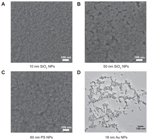 Figure 1 Helium scanning micrographs of (A) 10-nm silica nanoparticles, (B) 50-nm silica nanoparticles, and (C) 60-nm polystyrene nanoparticles and transmission electron micrographs of (D) 18-nm gold nanoparticles.Abbreviations: Au NPs, gold nanoparticles; PS NPs, polystyrene nanoparticles; SiO2 NPs, silica nanoparticles.
