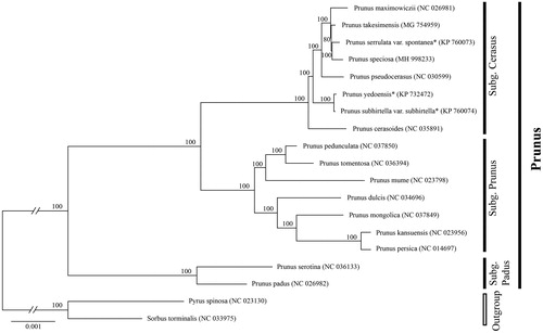 Figure 1. Phylogenetic tree reconstruction of 17 taxa of Prunus and two outgroups using ML method. Relative branch lengths are indicated. Numbers near the nodes represent ML bootstrap value. *The scientific names of these species are debated.