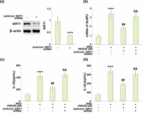 Figure 8. Silencing of SIRT1 abolished the protective effects of S14G-humanin (HNG) restored MSU crystals in NLRP3 inflammasome activation. Cells were transduced with lentiviral- SIRT1 shRNA, followed by stimulation with HNG (50 μM) for 2 h and MSU crystals (500 µg/mL) for 24 hours. (a). Western blot revealed successful knockdown of SIRT1; (b). The levels of NLRP3; (c). The levels of IL-18; (d). The levels of IL-1β (****, P < 0.0001 vs. vehicle group; ##, P < 0.005 vs. MSU group; &&, P < 0.001 vs. MSU+HNG group).