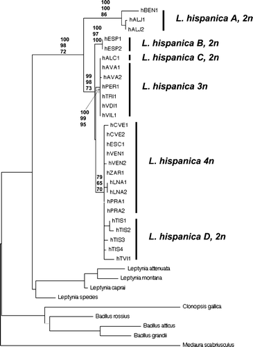 Figure 1 Minimum Evolution (ME) tree based on the mitochondrial cox2 gene sequences describing the likely relationships among taxa of the unsplitted genus Leptynia: the “attenuata” and “hispanica” clades are clearly separated; for the “hispanica” complex the significant (>60) bootstrap values obtained from ME, Maximum Parsimony and Maximum Likelihood are reported in the order. Medaura scabriusculus has been chosen as a well‐differentiated taxon from the Mediterranean genera (from Ghiselli et al. Citation2007).