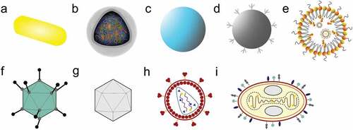 Figure 1. Different types of nano-vaccines for gene delivery used in the development of HIV-1 vaccines. (a) Gold nanorods (GNRs); (b) Silica-coated calcium phosphate nanoparticles (SCPs); (c) Poly(lactic-co-glycolic acid) (PLGA); (d) Polymethylmethacrylate (PMMA); (e) Lipid nanoparticles (LNPs); (f) Adenovirus (Ad); (g) Adeno-associated virus (AAV); (h) Lentivirus (LV); (i) Poxvirus.