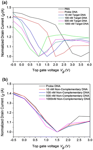 Figure 5. Transfer characteristics of the top-gated graphene device (device #1). The transfer curve of the graphene device measured between the drain current vs. top gate voltage at Vd = 0.01 V. In device #1: (a) The measurements were performed for PBS (black line), after adding the probe DNA (dark red line, 10 µM), and hybridization with target DNA at concentrations ranging from 10 to 1000 nM. (b) Hybridization with non-complementary DNA with concentrations ranging from 10 to 1000 nM.