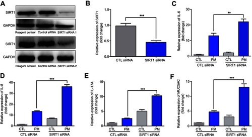 Figure 2 SIRT1 gene silence increases PM-induced inflammatory cytokines in HBE cells. Cells were transfected with control (CTL) siRNA or SIRT1 siRNA for 24 h, and then were treated with PM (100 μg/mL) for 24 h to measure the levels of IL-6, IL-8, IL-17A, and MUC5AC.(A) SIRT1 expression was measured by Western blot. (B-F) The mRNA levels of IL-6, IL-8, IL-17A, and MUC5AC were measured by RT-PCR. Data are presented as mean ± SD of three independent experiments. **P<0.01 and ***P<0.001.