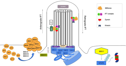 Figure 1 Diagram of Bardet Biedl syndrome (BBS) proteins and their relationship with the primary cilium. The BBSome complex, constituted by BBS1, BBS2, BBS4, BBS5, BBS7, BBS8, BBS9 and BBIP1 (represented on the left), is assembled with the assistance of chaperonin-like proteins (BBS6, BBS10 and BBS12). The link between BBSome and BBS3 GTPase protein allows the intraflagellar transport. On the other hand, the link to BBS17 keeps the BBSome at basal body level. IFT-A complex mediates retrograde trafficking from the tip of cilia to the base, powered by dynein. IFT-B complex (which includes BBS19 and BBS20, not shown in figure) mediates anterograde trafficking, powered by kinesin. BBS11, as shown on the right, favors protein ubiquitination.