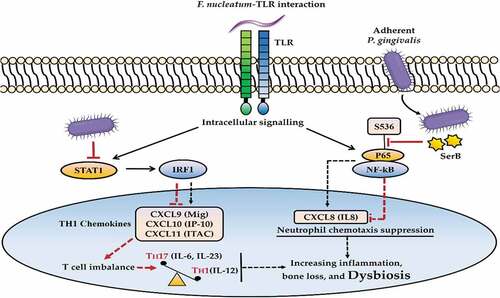 Figure 8. Porphyromonas gingivalis-induced chemokine paralysis. The activated Toll-like receptors (TLR), following interaction with oral pathobionts such as Fusobacterium nucleatum, induce proinflammatory signaling mechanisms. The invading keystone pathogen (P. gingivalis) can suppress interleukin (IL)-8 production through dephosphorylation of S536 residue of p65 subunit of nuclear factor kappa B (NF-kB) by the activity of serine phosphatase B (SerB), disrupting neutrophil recruitment. Similarly, the expression of chemokine CXCL9 (Mig), CXCL10 (IP-10), and CXCL11 (ITAC) could be inhibited through blocking the signal transducer and activator of transcription 1 (STAT1)-interferon regulatory factor 1 (IRF1) pathway by P. gingivalis, leading to T cell imbalance, including TH17 activation (IL-6, IL-23) and TH1 suppression (IL-12). These immune subversion mechanisms lead to enhanced inflammatory responses and dysbiosis.