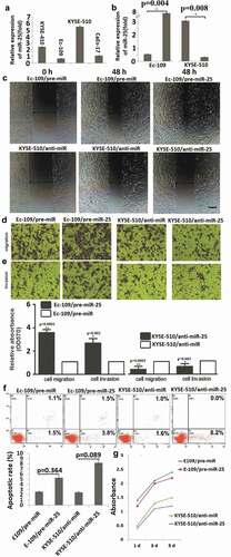 Figure 2. MiR-25 regulated the migration, invasion but not apoptosis in ESCC cells.