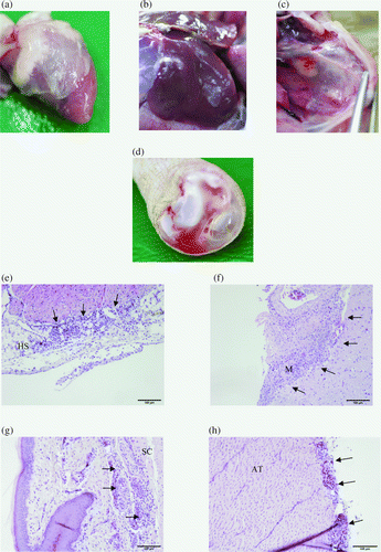 Figure 1.  Most common gross pathological lesions and findings of histological examinations: fibrinous pericarditis (1a) and perihepatitis (1b) and airsacculitis of the thoracic air sacs filled with organized yellow casts (1c). 1d: Haemorrhagic synovitis of the tibio-tarsal joints. 1e: Heart sac (HS) showing infiltration of mononuclear cells and heterophilic granulocytes. 1f: Investigation of the brain (M, meninges) revealed meningitis characterized by the same inflammatory cells. The subcutis (SC) was predominantly infiltrated by heterophils (1g) and in the Achilles tendon (AT) mononuclear cells and heterophilic granulocytes were found (1h). The location of inflammatory cells is indicated by arrows.