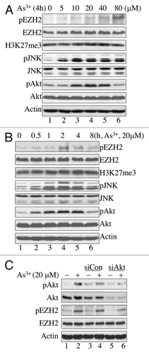 Figure 1. As3+ induces EZH2 S21 phosphorylation and activation of JNK and Akt. (A) As3+ induces EZH2 S21 phosphorylation and activation of JNK and Akt in a dose-dependent manner. BEAS-2B cells were treated with the indicated doses of As3+ for 4 h and analyzed by western blotting using the indicated antibodies. H3K27me3, trimethylation of lysine 27 on histone H3; pEZH2, S21-phosphorylated EZH2. (B) Time-course studies of As3+-induced EZH2 S21 phosphorylation, activation of JNK and Akt. BEAS-2B cells were treated with 20 μM As3+ for the indicated times. Total cellular proteins were prepared for western blotting at the end of each treatment. (C) As3+-induced EZH2 S21 phosphorylation requires Akt activation. BEAS-2B cells were transfected with a negative control, 50 nM control siRNA (siCon) or 50 nM Akt siRNA (siAkt) as described in the Materials and Methods. Forty-eight hours after transfection, the cells were treated with 20 μM As3+ for 2 h. At the end of the cell culture period, cell lysates were prepared for determination of EZH2 S21 phosphorylation (pEZH2) and Akt activation by western blotting. Data are representative of at least three independent experiments.