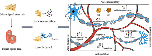 Figure 3 MSCs exhibit anti-inflammatory (promoting the polarization of M2 macrophages, decreasing the expression of pro-inflammatory factors such as IL-7, IFN-, and TNF-, and increasing the expression of anti-inflammatory factors such as IL-4 and IL-13); antioxidant (scavenging free radicals, enhancing host antioxidant defense, and altering cellular bioenergetics); anti-apoptosis (secretion of various protective factors, reduction of caspase-9 and caspase-3 protein levels, etc.); promotion of revascularization (secretion of various growth factors, increase in the density of repair-neovascularization).