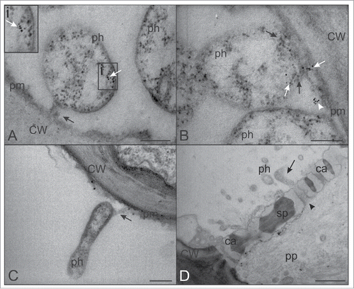 Figure 2. TEM micrographs showing phytoplasmas and the adjoining SE plasma membrane. (A) A tubular “adhesion structure,” connecting the phytoplasma body to the SE plasma membrane is visible (black arrow). SE actin (white arrow in inset i, upper left) is aggregated on phytoplasma cell membrane at the opposite side of the “adhesion structure” (black arrow). (B) Actin (white arrows) is also located in the proximity of the “adhesion structure” (black arrows) and close to the SE plasma membrane (white arrowhead). (C) Elongate phytoplasmas attached (black arrow) to the plasma membrane. (D) Phytoplasmas near the sieve pores. The elongate shape of the phytoplasma body (black arrow), similar in dimension to the sieve pore (black arrowhead) diameter, is required to move from one SE to the next one. In (A), (B) and (C) the bars correspond to 200 nm; in (D), the bar corresponds to 1μm. Ca: callose; CW: cell wall; ph: phytoplasma; pm: plasma membrane; pp: phloem protein; sp: sieve plate.