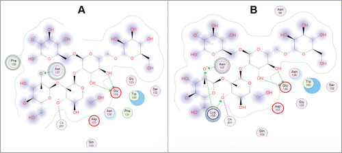 Figure 2. 2D-diagram of the model oligosaccharide binding with the single mutant A137N of the Far Eastern holothurian mannan-binding lectin MBL-AJ and its contacts with the oligosaccharide (left). 2D-diagram of the model oligosaccharide binding with the MBL-AJ double mutant F159K and its contacts with the oligosaccharide (right). The residue substitution positions 137 and 159 were indicated by double circles.