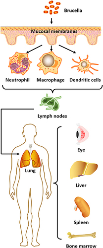 Figure 1 Route of Brucella infection. Infection first occurs through the mucous membranes; once inside the body it is engulfed by phagocytes, such as macrophages, neutrophils and dendritic cells. The bacteria replicate within these cells before moving to regional lymph nodes and then spreading to different organs such as the eye, lung, spleen, liver and bone marrow.