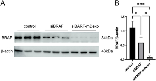 Figure 9 BRAF protein expression levels in B16-F10 cells after treatment with siBRAF and siBRAF-mDexos for 24 h. (A) Western blotting, with a sample loading amount of 40 μg. (B) Internal reference-normalized bar chart; *P<0.05 and ***P<0.001. The data are reported as the mean ± standard deviation (n=3), one-way ANOVA.