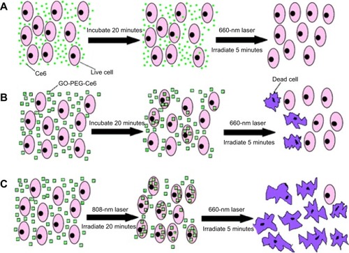 Figure 5 Schemes of the experimental design in photothermally enhanced photodynamic therapy.Notes: KB cells were incubated with (A) free Ce6; (B) GO–PEG–Ce6 for 20 minutes in the dark; and then irradiated with 660-nm laser (50 mW/cm2, 5 minutes, 15 J/cm2) in the control experiments, and (C) to induce the photothermal effect, cells incubated with GO–PEG–Ce6 were exposed to 808-nm laser (0.3 W/cm2, 20 minutes, 360 J/cm2) first before PDT treatment. Adapted with permission from Tian B, Wang C, Zhang S, Feng LZ, Liu Z. Photothermally enhanced photodynamic therapy delivered by nanographene oxide. ACS Nano. 2011;5:7000–7009. Copyright ©2011 American Chemical Society.Citation33Abbreviations: GO, graphene oxide; GO–PEG–Ce6, polyethylene glycol–functionalized GO photosensitizer molecule Ce6; PDT, photodynamic therapy.