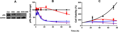 Figure 4 Time-course profiles of pharmacodynamic measurements in MDA-MB-231 cells. (A) Western blot image of phosphorylated retinoblastoma (pRb) protein and house keeping protein glyceraldehyde 3-phosphate dehydrogenase (GAPDH) after exposure to control (no-drug), 0.565 doxorubicin (DOX), 2µM abemaciclib (ABE), and combination (DOX+ABE) over 72 hours. (B) Fold-change from control in the expression of pRb over time measured using an ELISA assay kit. (C) % Cell viability over time for control (black), ABE at 2µM (blue), DOX at 0.565 2µM (red), and DOX+ABE (purple). Symbols represent the mean of observed data (n=3), while bars are the standard error on the mean (SEM), and the lines are model fittings.