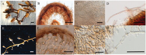 Figure 4. Macro-morphological and anatomical characteristics of Tuber himalayense mycorrhizae with Quercus acutissima (A–D) and Q. dentata (E–H). (A, E) Shape of mycorrhizal root tips. (B, F) Cross-section of mycorrhizal root tips. (C, G) Outer mantle surface structure. (D, H) Separate hyphae emanating from the outer mantle layer. (Scale bars: A, E = 1 mm; B, F = 30 μm; C, D, G, H = 25 μm).