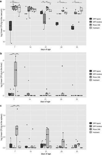 Figure 4. Comparison of the colonization of S. Infantis in caecum (a), liver (b) and spleen (c) between four different chicken lines (n = 5 birds per line and per killing day). Logarithmic transformation of CFU counts were used. Significant differences between the two groups are marked with **P < 0.01 or ***P < 0.001.