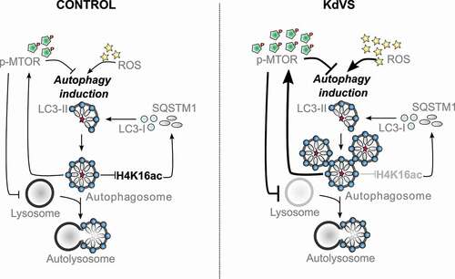 Figure 7. Autophagy regulation in control and KdVS cells. Schematic representation of autophagy regulating mechanisms. In control cells both, dephosphorylation of MTOR and increased ROS levels, induce autophagosome formation. Upon completion, autophagosomes induce negative feedback-loops. ATG gene expression is reduced through decreased H4K16ac levels, on the one hand. On the other hand, MTOR phosphorylation increases upon autophagosome accumulation to inhibit MTOR regulated autophagy, and subsequently reduces lysosomes. In KdVS cells prolonged oxidative stress induces autophagy, primarily MTOR independent. While H4K16ac is not reduced, enabling expression of ATG genes and continuous autophagosome formation, the accumulation of autophagosomes induces a reduction in MTOR activity, reducing lysosomal activity, and preventing autophagosomal clean-up. Aberrant feedback-loop activation in KdVS cells therefore causes an imbalance in oxidative stress versus MTOR activated autophagy reinforcing elevated autophagosome accumulation.