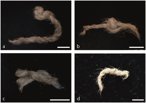 Figure 9. Animal hair string fragments from Carpenter’s Gap 1: (a) CG1/7; (b) CG1/8; (c) CG1/9; and (d) CG1/10. Bar scale is 5 mm in all photos.