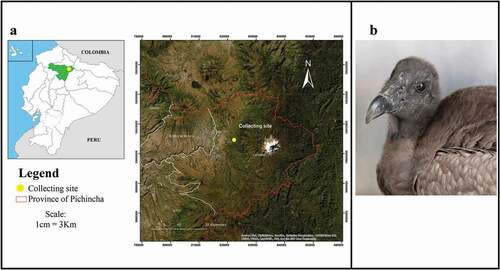 Figure 1. (a) Map showing collecting location in Ecuador where host was rescued. (b) female juvenile Andean condor host from which lice were collected (TUERI-USFQ wildlife hospital archive)