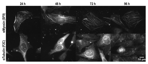 Figure 8. Intracellular stability of anti-Myosin (SF9) and anti-Tubulin (F2C) in HeLa cells. HeLa cells were electroporated in the presence of anti-Tubulin (0.6 mg/mL) or anti-Myosin (0.3 mg/mL) scFv-Fc antibodies and after electroporation, permeabilized and stained with a detection antibody. The exposure time was 10s for all images shown.