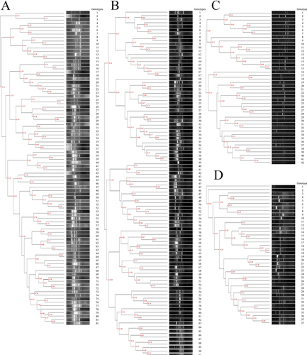Figure 4 ERIC-PCR profile of (A) 90 ESBL-producing Escherichia coli, (B) 98 ESBL-producing Klebsiella pneumoniae, (C) 44 carbapenem-resistant Acinetobacter baumannii and (D) 40 carbapenem-resistant Pseudomonas aeruginosa.