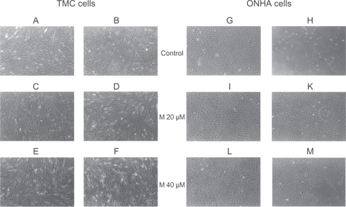 Figure 1 Phase-contrast microscopy of primary TMC (A–F) and ONHA cells (G–M). After treatment with minocycline 20 μM and 40 μM for both cell lines (TMC: C, E; ONHA: I, L), no morphologic changes could be detected. When cells were treated additionally with 600 μM H2O2, neither TMC nor ONHA pretreated with minocycline 20 μM and 40 μM (TMC: D, F; ONHA: K, M) showed any significant morphologic changes. In contrast, cells that were only treated with 600 μM H2O2 showed marked signs of destruction and cell death (TMC: B; ONHA: H). scale (10×)