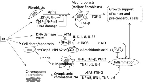 Figure 2. A simplified schema depicting radiation-induced damage and the subsequent development of an inflammatory microenvironment. Circled factors indicate major contributing factors to inflammation. IR: ionizing radiation; iNOS: inducible NO synthetase; NO: nitric oxide; casp3: caspase 3; iPLA2: inducible plasminogen activator 2; COX-2: cyclooxygenase 2; PGE2: prostaglandin E2; cGAS: cyclic GMP-AMP synthetase; STING: stimulator of interferon genes.