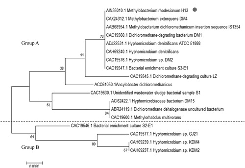 Figure 3. Phylogenetic tree analysis of DCM dehalogenase.