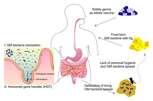 Figure 2. Recombinant Ags flowed by GM- friendly bacteria in intestine (I) and in environment (II). A high dose of recombinant Ag is introduced to the mucosal immune system resulting in immune intolerance induction. And that results in ITI