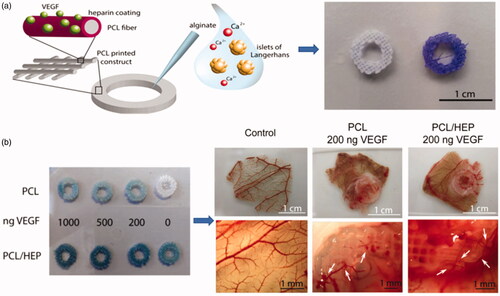 Figure 4. (a) A schematic of showing the functionalized surface of PCL constructs binding VEGF. And the PCL and PCL/heparin plotted scaffolds stained with Azure II. (b) Graphs of neovascularization in PCL-VEGF and PCL-heparin-VEGF (Marchioli et al., Citation2016).