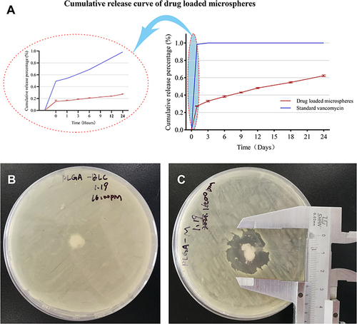 Figure 2 In vitro release and bacteriostatic activity of VAN/PLGA-MS. (A) Cumulative release curve of VAN/PLGA microspheres in 24 days. The picture on the left shows the cumulative release curve of 0–24 h, and the picture on the right shows the cumulative release curve of 0–24 days. (B) Bacteriostatic experiment of PLGA microspheres in vitro. (C) Bacteriostatic test of VAN/PLGA microspheres in vitro.