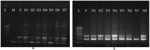 Figure 10. Molecular fingerprinting of F159 progenies resulting through a. artificial pollination using ISSR primer UBC 841, b. naturally pollinated, using ISSR primer UBC 841. (L- marker DNA, M- male parent (M214), F- female parent (F159), H1-H7- artificially pollinated F1 progenies and N1 to N8- naturally pollinated F1 progenies).