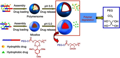 Figure 2 Illustration of pH-sensitive degradable polymersomes based on PEG-PTMBPEC diblock copolymer for triggered release of both hydrophilic and hydrophobic anticancer drugs. In comparison, pH-sensitive degradable micelles are typically applied for release of hydrophobic drugs only. Reprinted from Chen W, Meng F, Cheng R, Zhong Z. pH-Sensitive degradable polymersomes for triggered release of anticancer drugs: a comparative study with micelles. J Control Release. 2010;142(1):40–46. Copyright 2009, with permission from Elsevier.Citation21