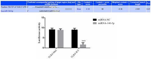 Figure 6 Correlation between miRNA-145-5p and TLR4 in HK-2 cells. ***P < 0.001, compared with the miRNA-NC group.