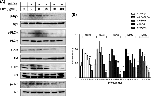 Fig. 4. Effect of PIW on IgE/Ag-induced phosphorylation of Syk, PLC-γ, Akt, Erk, and JNK.