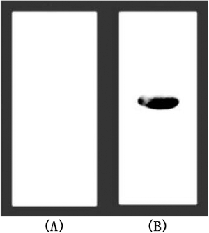 Figure 4. Affinity assay of recombinant TNF30 with TNFα. (A) Products of strains transformed with the empty vector. (B) Recombinant products of strains harbouring His6-fused TNF30.