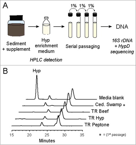 Figure 6. (A) Workflow for enrichment culturing to obtain Hyp-degrading environmental microbes. Hyp-containing supplements were added to certain samples before inoculation into the Hyp enrichment medium. Turbidity and Hyp degradation were observed in all initial cultures before passaging into fresh medium. All cultures were incubated anaerobically at 30ºC in sealed vessels. (B) High Performance Liquid Chromatography-Refractive Index Detector (HPLC-RID) traces for the four enrichments further passaged for sequencing to show Hyp degradation. Samples were derivatized with nitrosonium, generated from potassium nitrite and hydrogen chloride, to obtain N-nitroso derivatives of Pro and Hyp for separation on an Aminex HPX-87P column.Citation69 The previously reported method was modified to include an isocratic elution at 60ºC for 40 minutes.