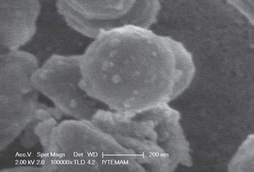 Figure 2. SEM photograph of nano-MIP.