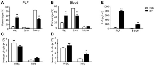 Figure 2 InP/ZnS QD exposure induces acute phase inflammation in mice. After mice were treated with 20 mg/kg InP/ZnS QDs, the percentage of neutrophils, lymphocytes and monocytes was determined in the PLF (A) and in the blood (B), as was the number of WBCs and neutrophils in the PLF (C) and in the blood (D), as measured with a ProCyte Dx hematology analyzer. The IL-6 levels (E) in the PLF and serum were measured by ELISA. Results are representative of three independent experiments. Data are expressed as the mean ± SE, n = 6, *P < 0.05, **P < 0.01, compared to the PBS controls.Abbreviations: QDs, quantum dots; PLF, peritoneal lavage fluids; Neu, neutrophils; Lym, lymphocytes; Mono, monocytes; WBC, white blood cell; IL-6, interleukin-6.