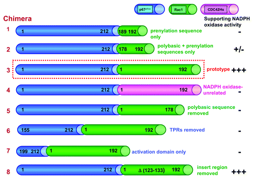 Figure 2. Schematic representation of [p67phox – Rac1] chimeras and a [p67phox – CDC42Hs] chimera. The numbering of chimeras are according to Alloul et al.Citation79 The characteristic feature of each construct is briefly indicated at the right of the scheme of the chimera, with the color of the font corresponding to the color of respective moiety of the chimera. The presence (+) or absence (-) of NADPH oxidase supporting activity was determined in an amphiphile-activated cell-free system, consisting of phagocyte membrane, chimera in the GTPγS-bound form, and p47phox (modified from ref. Citation83).