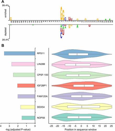 Figure 1. The positional and position-independent sequence pattern around the RNA glycosylation sites. (a) The positional sequence pattern around glycosylation sites. (b) The overrepresented RBP-related motifs found in the flanking sequence windows of glycosylation sites