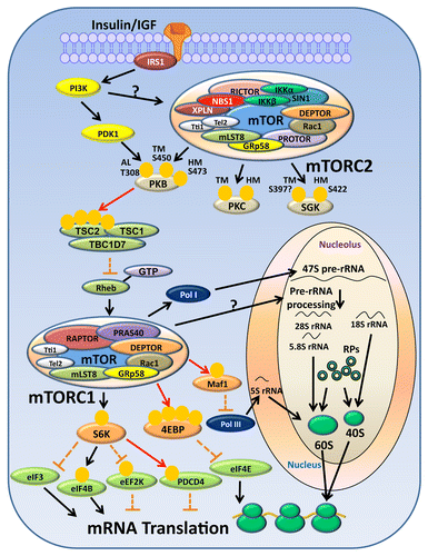 Figure 1. Pathway upstream and downstream of mTOR complexes in response to insulin/IGF stimulation and the regulation of protein synthesis by mTORC1. Insulin/IGF activates mTORC1 through IRS-PI3K-PKB pathway which in turn inhibits the GAP activity of TSC complex toward Rheb, allowing Rheb to activate mTORC1. How PI3K leads to mTORC2 activation remains to be investigated. mTORC2’s downstream targets include PKB, PKC and SGK. mTORC1 may regulate several steps in mRNA translation through its substrates S6K (and its own substrates) and 4E-BP1/2. For instance, eIF3, eIF4B, PDCD4 and eIF4E are implicated in the initiation step of translation, whereas eEF2K is involved in translation elongation. mTORC1 also positively regulates ribosome biogenesis, and this can be mediated through the activation of RNA polymerases and the processing of 47S pre-rRNA. Black arrows: positive effect or activation; red lines: phosphorylation events causing a negative effect or inactivation; discontinuous orange lines: an inhibitory mechanism inactivated in response to upstream stimulation. We indicate all the proteins reported to associate with mTORC1/2, but do not intend to imply all are necessarily associated simultaneously.