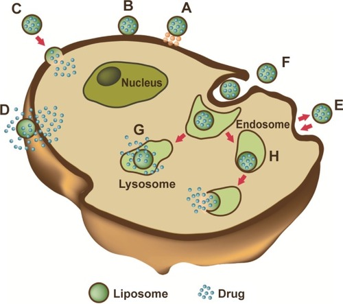 Figure 3 Liposome–cell interaction.Notes: Liposomes loaded with a drug interact with the cell, binding to the surface through receptors (A). Absorption onto the plasma membrane can also occur by electrostatic interactions (B). The delivery of the cargo into the cell cytoplasm can take place through different modes. Lipid nanocarriers fuse with the plasma membrane and discharge drugs into the cell (C). After the interaction with the cell, the structure of the liposome bilayer can be affected and the cargo is released (D). Exchange of carrier-lipid components with the cell membrane can also occur (E). Liposomes internalized by endocytosis (F) can have different fates depending on physicochemical characteristics. Endosomes fuse with lysosomes (G): in this case, the low pH induces the degradation of the liposome membrane and the drug is released. Endosomes follow another route (H): liposomes release their cargo after fusion or the destabilization of the endocytic vesicle.